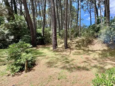 Laguna del