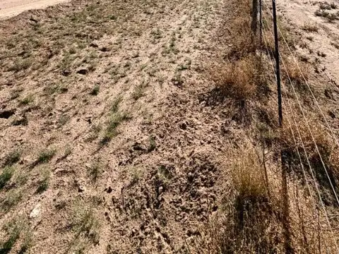 Venta campo 15000 ha departamento Lihuel Calel La Pampa
