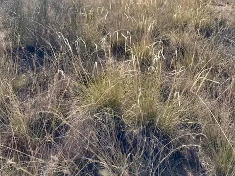 Venta campo 15000 ha departamento Lihuel Calel La Pampa