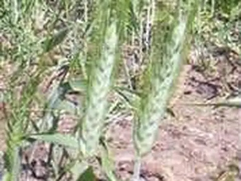 La Leona, santa cruz