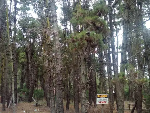 Venta de lotes en calle 37 Ambos de 475 m2