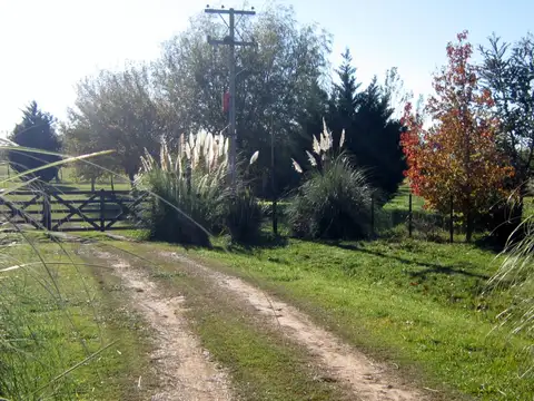 Ruta 41