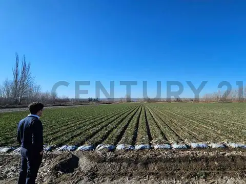 Campo en Venta en Zapata, Tupungato