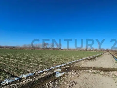 FINCA EN VENTA | 2 HECTÁREAS | TUPUNGATO, MENDOZA