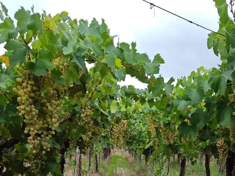 Finca con parral y ciruelos en San Martin