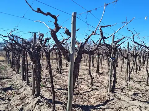 Finca con parral y ciruelos en San Martin
