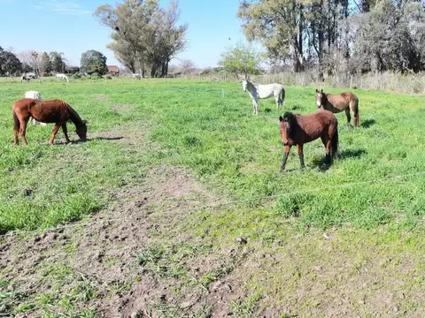 Venta Campo 1/2Ha, Partido de Luján