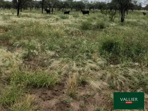 Terreno Campo  en Venta en Chepes, Rosario Vera Peñaloza, La Rioja