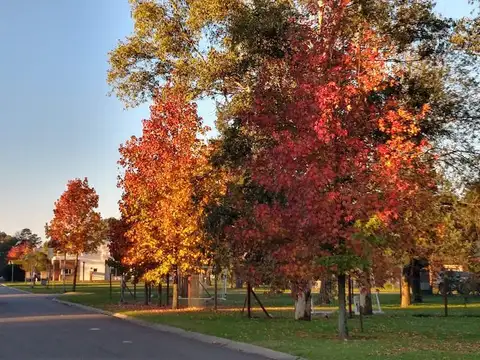 Luis de Camoens 2000