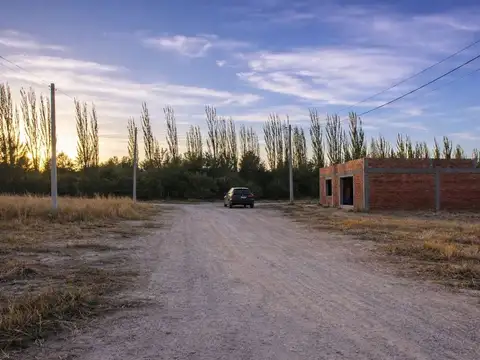 Las Calandrias 100
