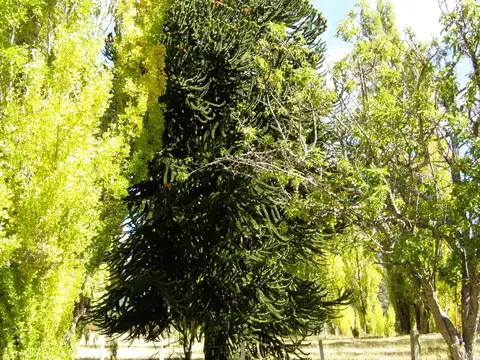 Terreno en venta  Villa  Lago Meliquina  San Martin de los Andes