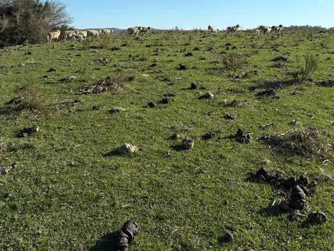VENTA CAMPO TACUAREMBÓ 243 HECTAREAS
