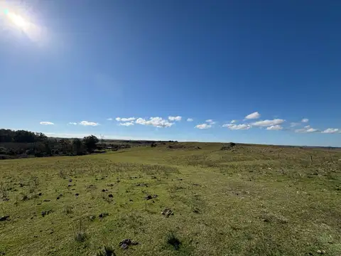 VENTA CAMPO TACUAREMBÓ 243 HECTAREAS
