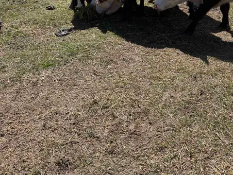 VENTA CAMPO TACUAREMBÓ 243 HECTAREAS