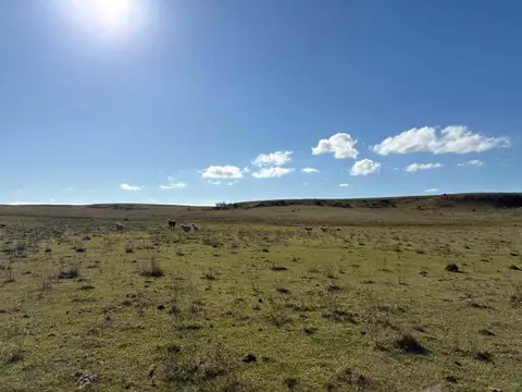 VENTA CAMPO TACUAREMBÓ 243 HECTAREAS