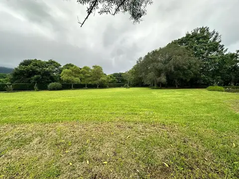 Castellanos. Lesser. Lila Saravia S/N. RP 100