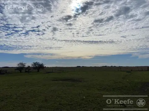 Campo en venta de 720 has en Gral Madariaga