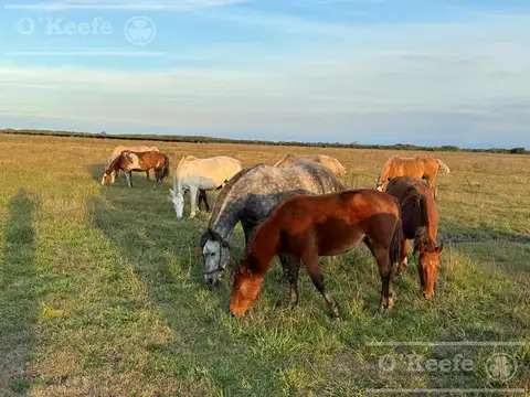 Campo en venta de 720 has en Gral Madariaga - Ideal Desarrollo