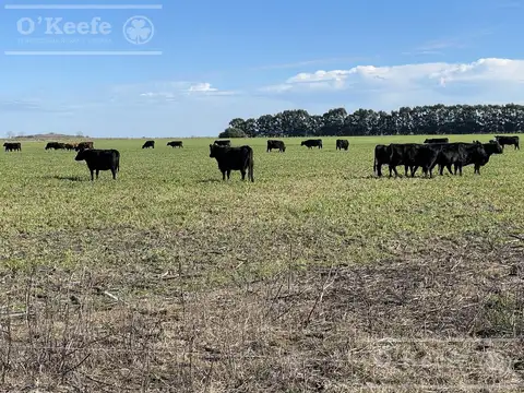 Campo en venta de 720 has en Gral Madariaga - Ideal Desarrollo