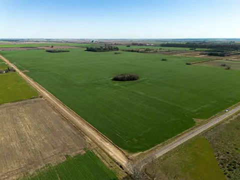 80 Ha. Agrícolas