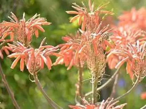 Village Plaza, Buenos Aires Golf, Bella Vista