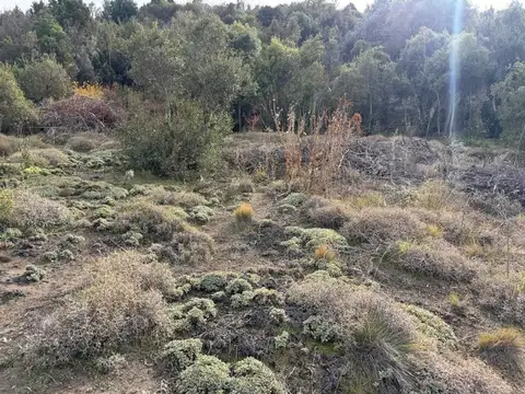 Terreno en Venta en Ruca Hue, San Martin de los Andes