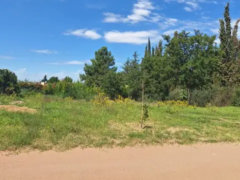 Churrinche & Siete Colores