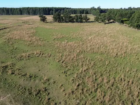 Campo limpio para forestal