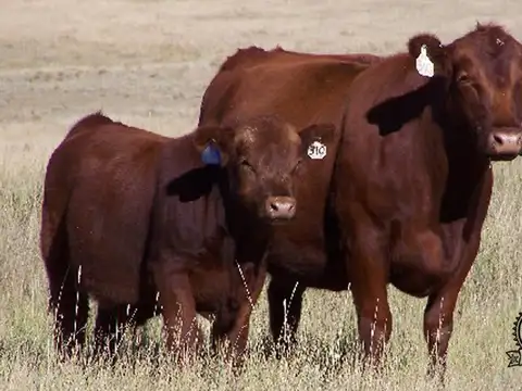 Campo en Venta de 15.000  ha