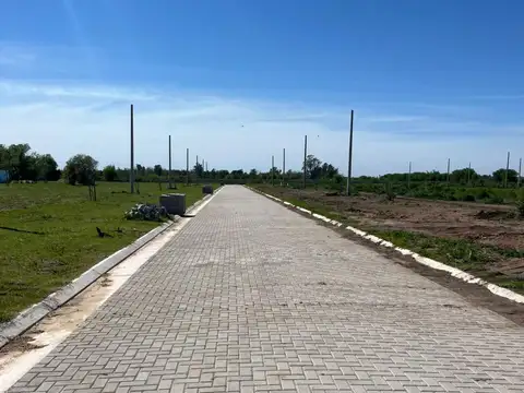 ALFREDO SCHILLA 1000