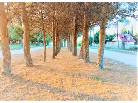 52 Y 59