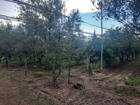 FINCA PRODUCTIVA EN VENTA + CASA RURAL Y GALPON