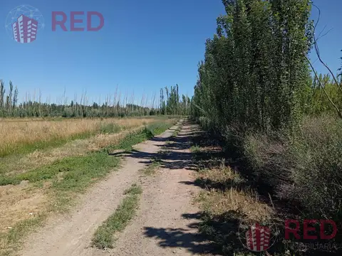 Vende Chacra con produccion Activa en Cinco Saltos