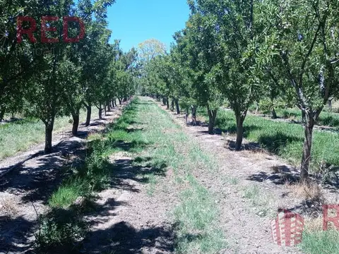 Vende Chacra con produccion Activa en Cinco Saltos