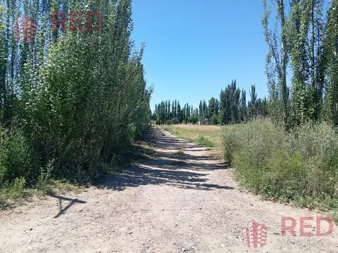 Vende Chacra con produccion Activa en Cinco Saltos