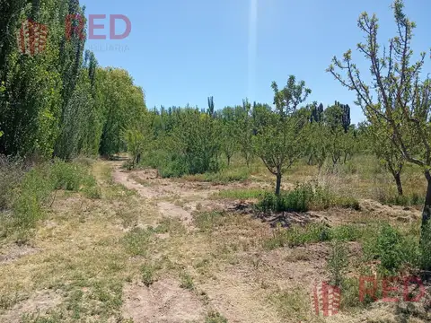 Vende Chacra con Producción Activa de Almendras en Cinco Saltos