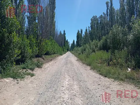 Vende Chacra con produccion Activa en Cinco Saltos