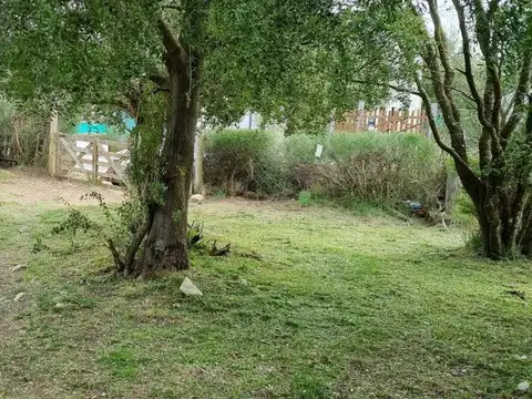Caballo Zaino 13600