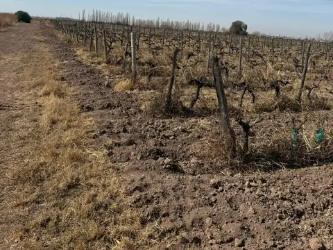 Finca de 24 has en venta en Las Heras, Mendoza