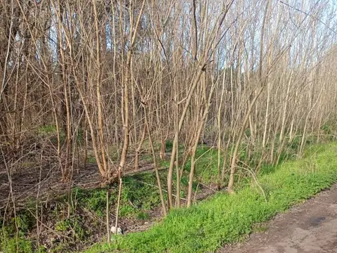 Terreno - Venta - Argentina, Lobos