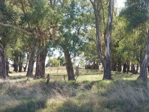 Magnífico campo en Suipacha de aptitud agrícola y ganadera con arboleda y casa a refaccionar