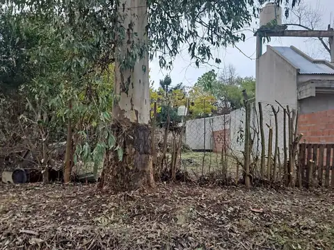 La Alborada - GOLONDRINA entre LAS CAMELIAS y LAS AZUCENAS