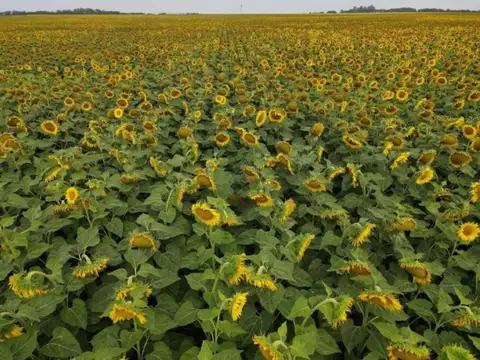 Campo en venta - 10.200.000Mts2 - Realicó