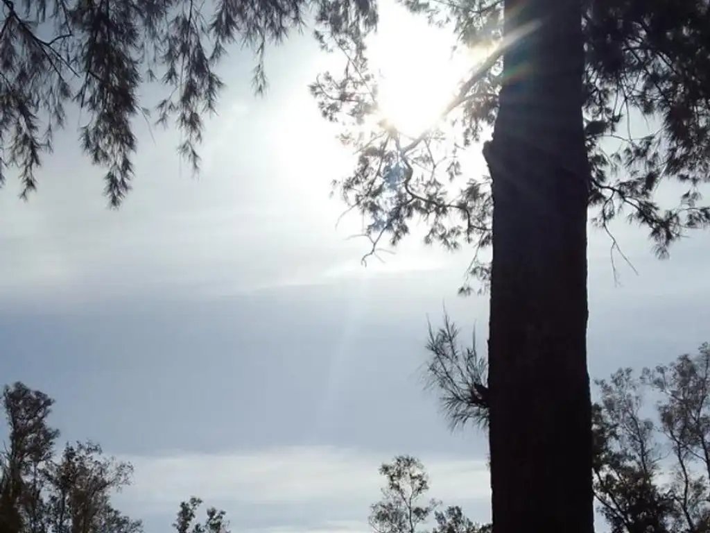 Terreno en La Arbolada