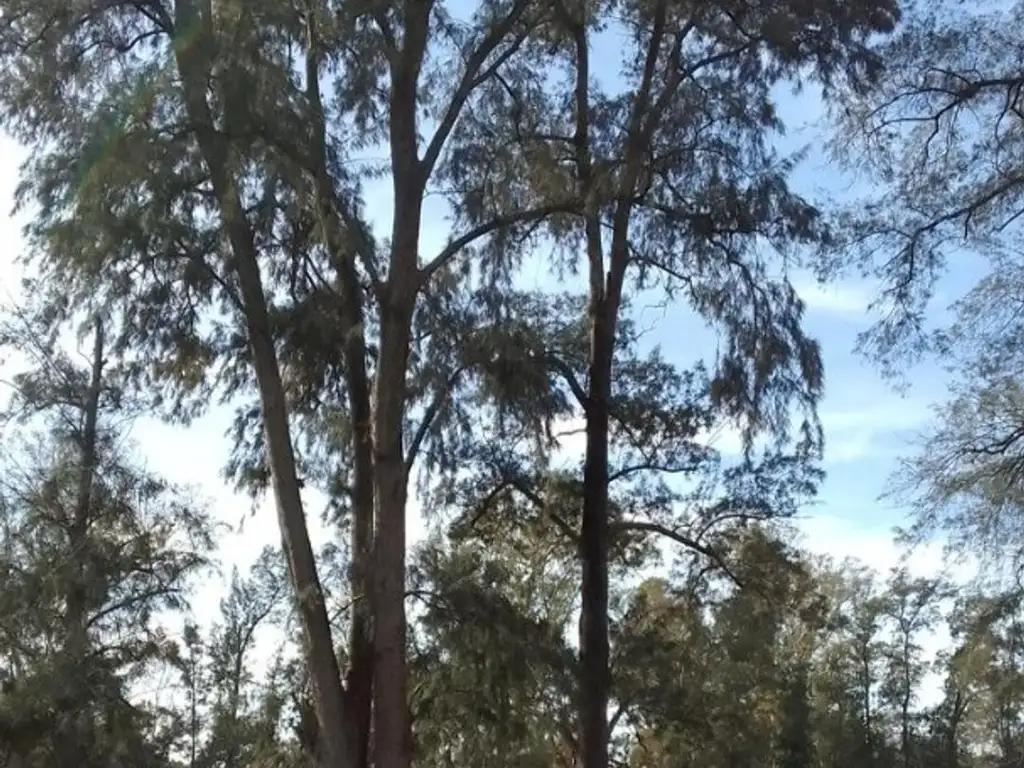 Terreno en Venta - La Arbolada