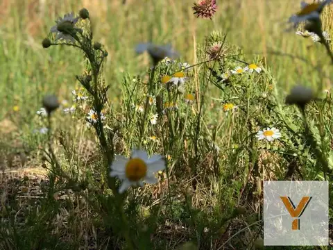 Campo en venta - 1 Ha - Trevelín