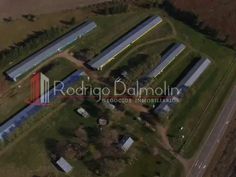 Vendo. granja avícola de crianza de pollos para frigorífico.