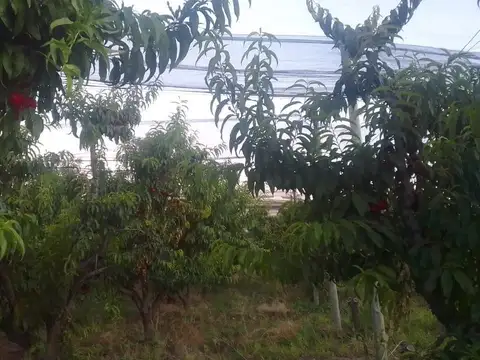 SAN RAFAEL, MENDOZA | FINCA 3 HA CON PRODUCCIÓN Y POTENCIAL TURÍSTICO