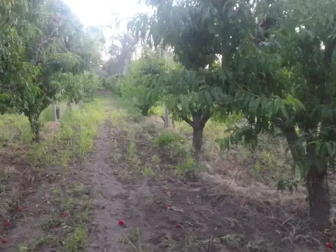 Quinta - Venta - Argentina, San Rafael - RUTA 143 509