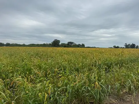 Uribelarrea